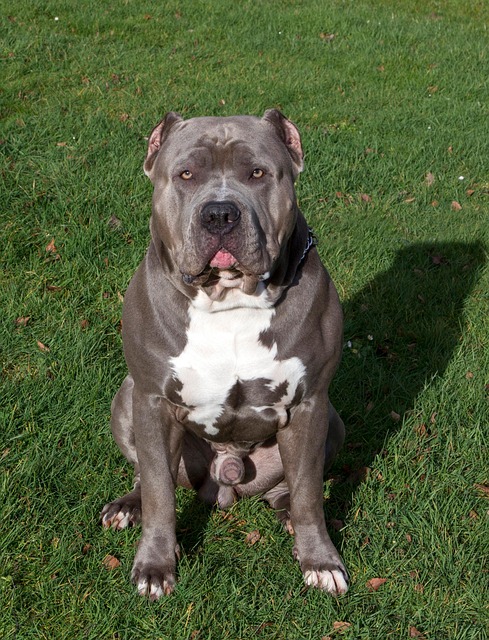 The Deaf Dog Nobody Wanted Is Now a School's Beloved Therapy Hero