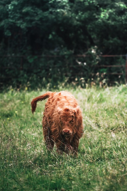 Scotland Writes Nature Recovery Into Law With Landmark Act