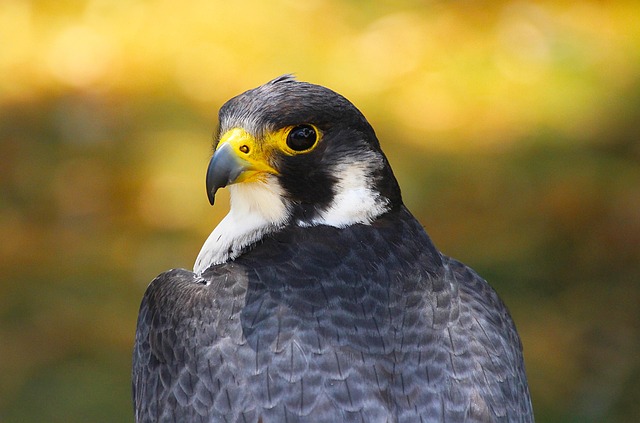 Peregrine Falcons Choose Glasgow's City Chambers Spire as Their New Home