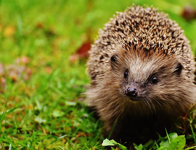 Farewell Churchill, Hello Hedgehogs — Britain Votes to Put Wildlife on Its Banknotes