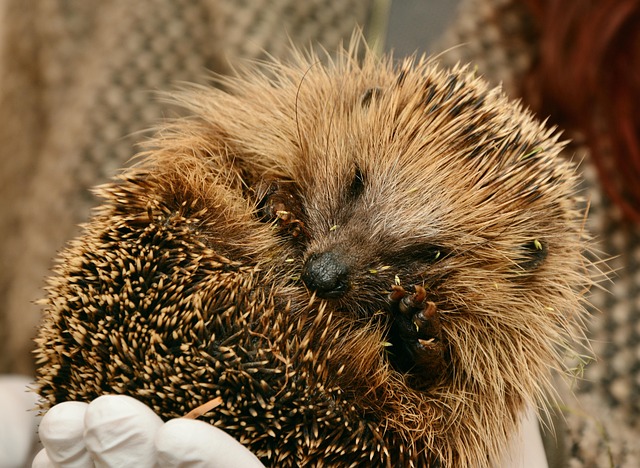 Oxford Scientists Discover Hedgehog Superpower That Could Save Thousands From Roads