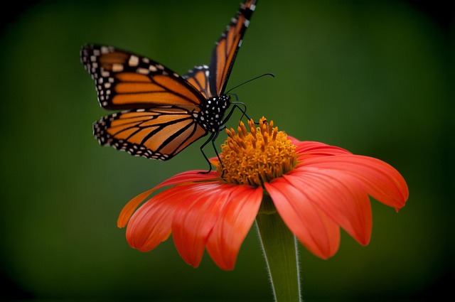 Mexico's Monarch Butterflies Stage a Stunning Comeback — Population Up 64%