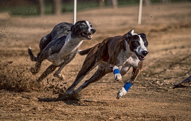 Scotland Bans Greyhound Racing — and Fewer Than 30 Dogs Are Left to Celebrate