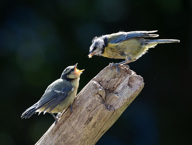 A blue tit surveys the garden from its favourite perch