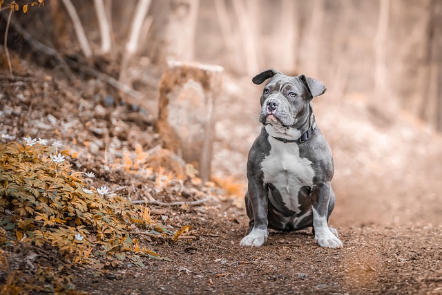 Meet Asha: The Staffie Who Won Crufts' Most Heartwarming Award — and Logan's Heart Too