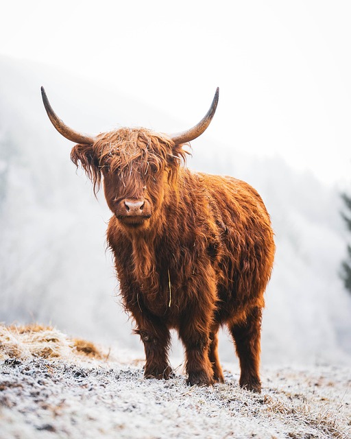 Scotland Could Be the Best Place in the World for an Animal to Live — Here's What It Would Take