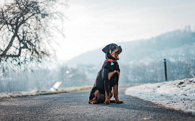The Rottweiler Who Thinks She's a Duck Mum, and Other Cross-Species Bonds Melting Hearts Worldwide
