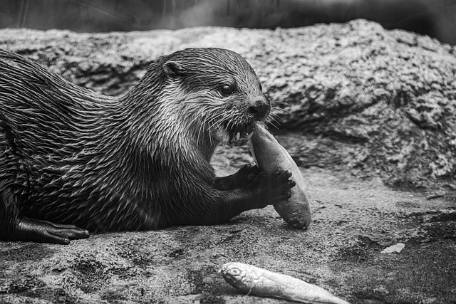 Out With Churchill, In With Otters: Britain Votes to Put Wildlife on Its Banknotes
