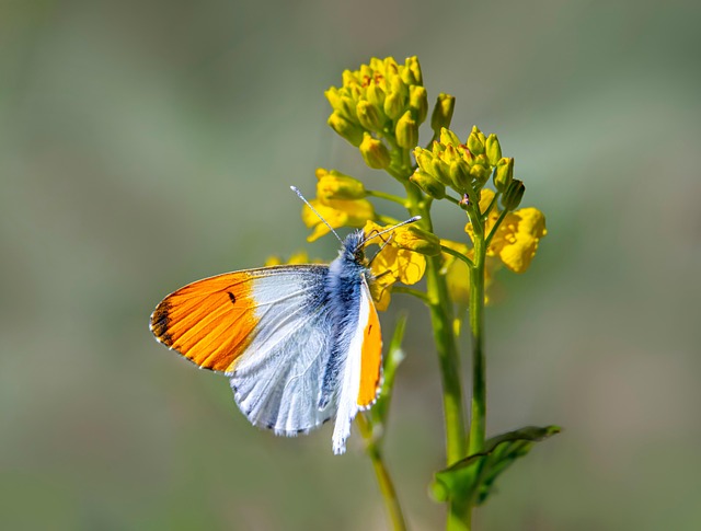 Britain's Earliest Spring in Living Memory: Butterflies and Birds Running Weeks Ahead of Schedule