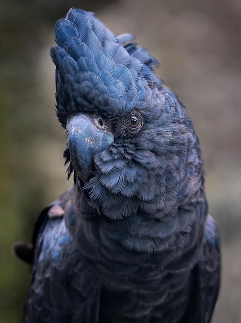Against the Odds: Endangered Cockatoo Chick Hatches in Artificial Nest After Years of Patient Science