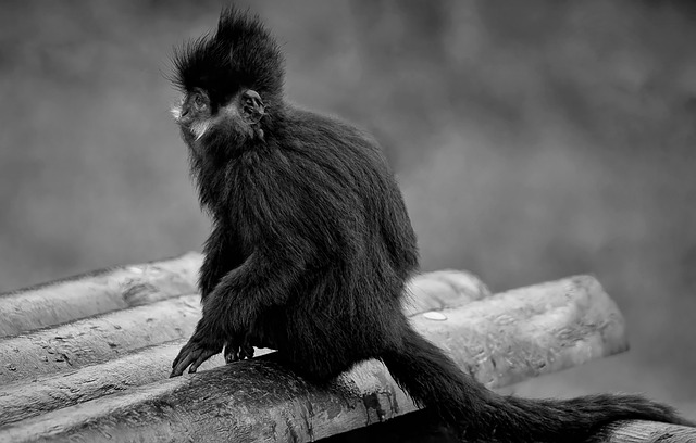 From 300 to 1,400: How Technology and Tradition Saved China's White-Headed Langurs