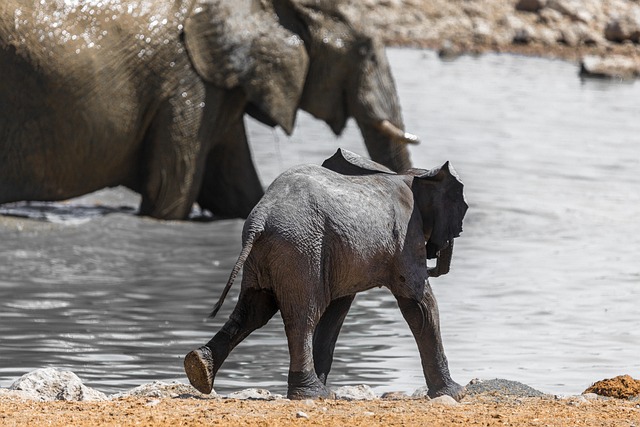 How an Orphaned Elephant and a Sheep Found Comfort in Each Other