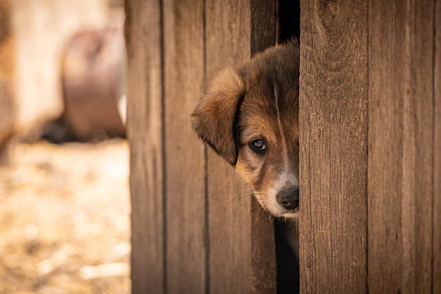Viral TikTok Helps Overlooked Shelter Dog Find Forever Home