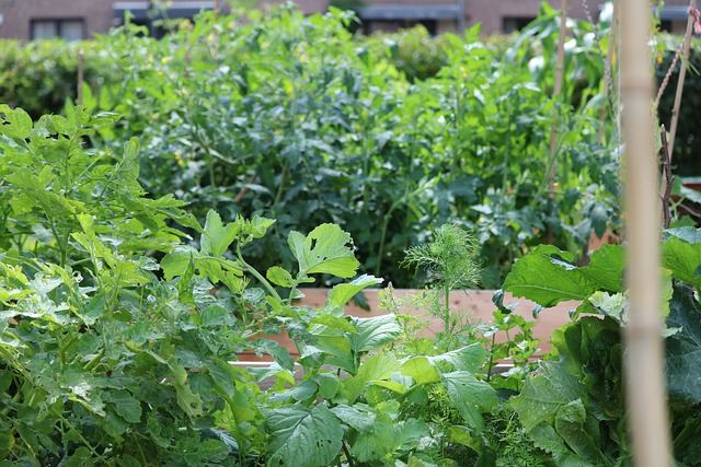 How Community Gardens Are Cultivating Mental Wellbeing