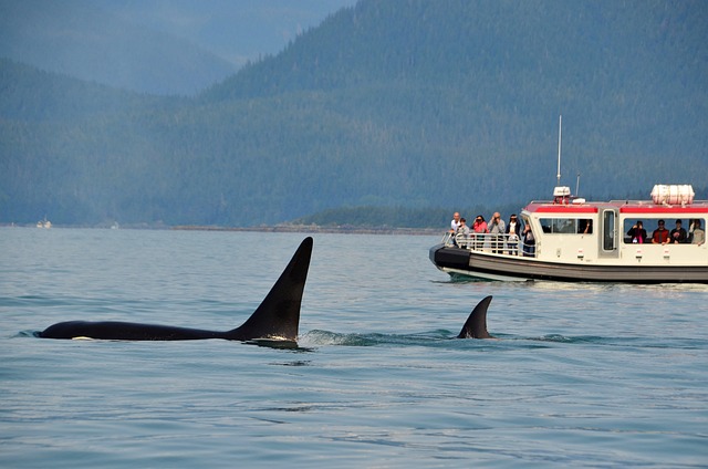 Steve Backshall's Rare Encounter with Britain's Last Two Orcas