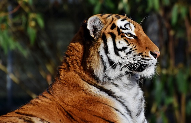 Monarchs, Tigers, and Wildcats: Conservation Wins That Prove Nature Fights Back