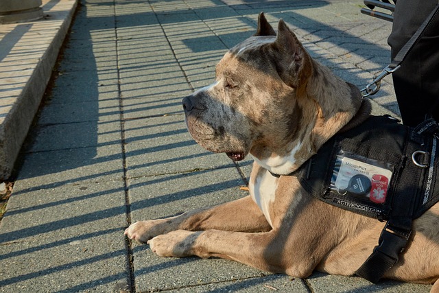 Two days in her new home, Layla Lou saved the family who saved her
