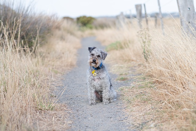 From Stray to Hero: Rescue Dog Rusty Saves His New Family From a Kitchen Fire