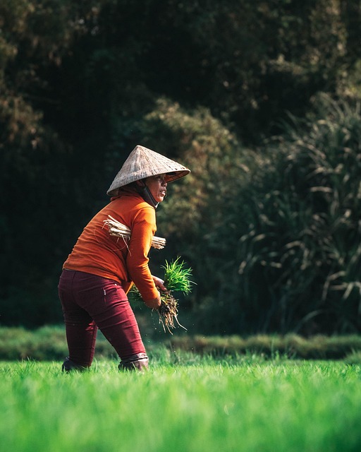 The text message that changed planting season for 38 million Indian farmers