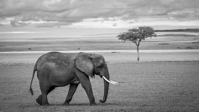 From twelve hours hiding in a shelter to inseparable: the sheep who saved an elephant