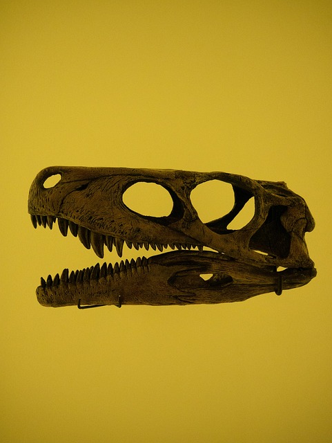 The student, the forgotten drawer, and the 'murder muppet': how a mangled skull became a brand new dinosaur