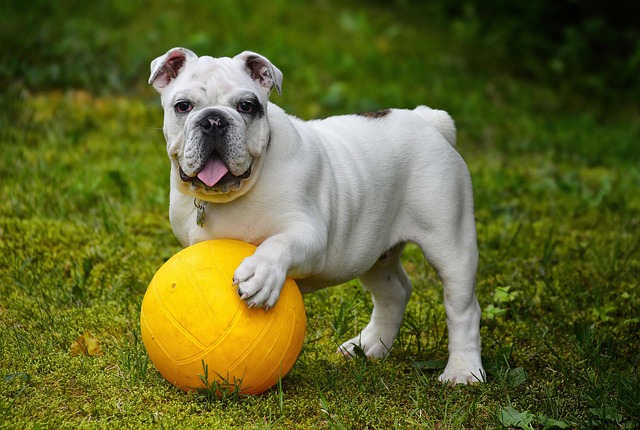Butters the 'special boy' finds his forever home after 500 days in kennels