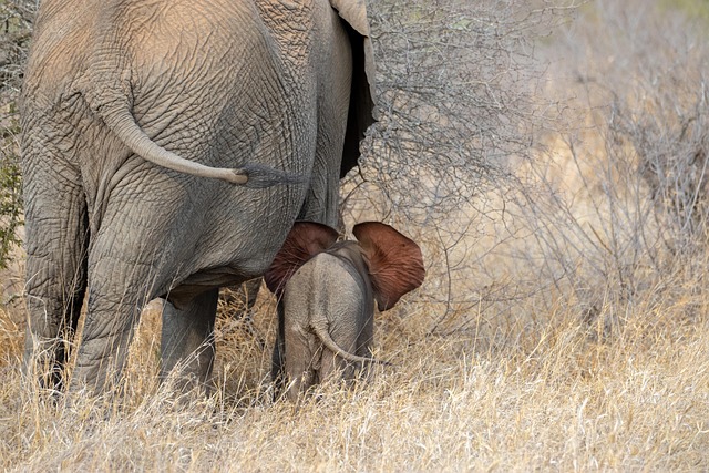 The sheep who coaxed a grieving baby elephant back to life