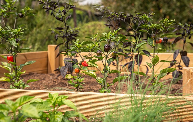 From trowel to therapy: how Glasgow's community gardens are quietly growing mental health