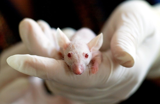 Gene therapy that 'turns down' chronic pain without opioids shows early promise in mice