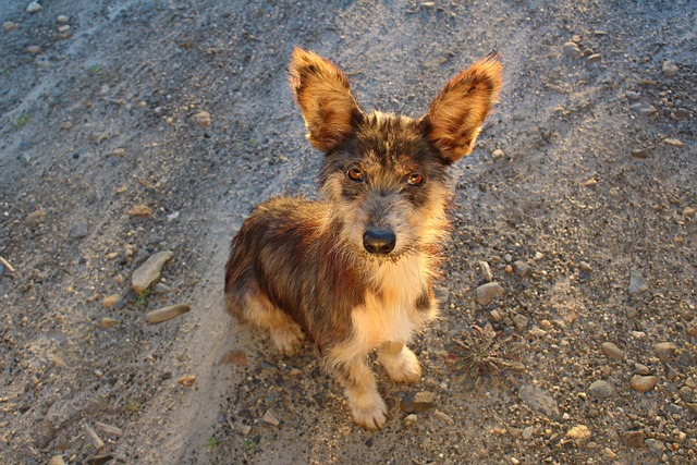 Eight puppies, one miracle: the rescue stories powering Pawsitive Restorations