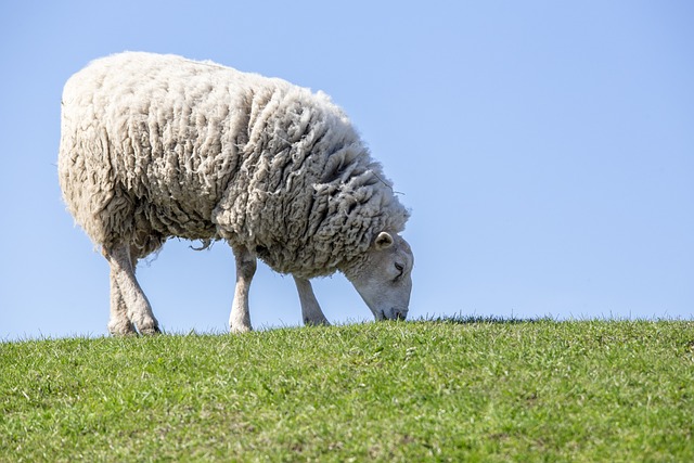 Scottish wool joins whisky and salmon in the protected club — and farmers are cheering
