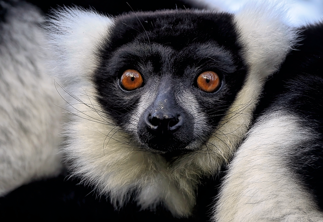 Lemurs say yes to screen time — but only if they can share it