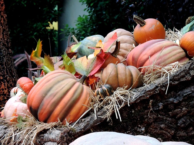 Free harvest party at Civic House serves up a MasterChef chef, singing costermongers and veg costume prizes