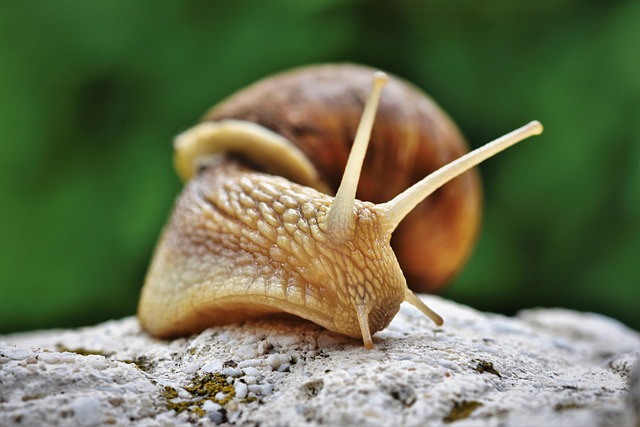 Two tiny snails with door-like shells are new to science, and their canyon home is under threat