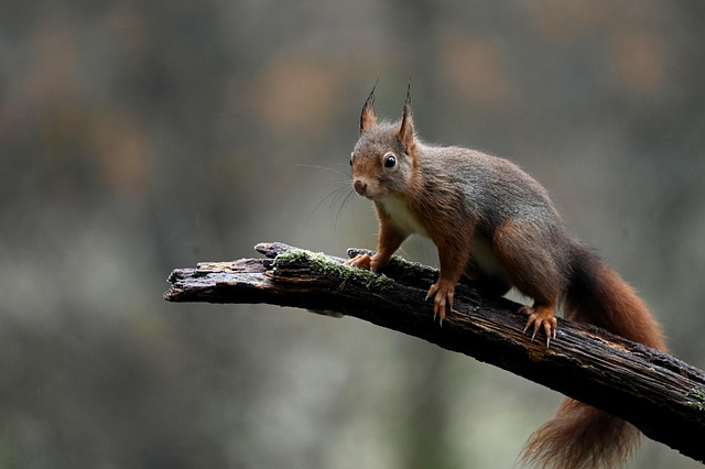 Spot a squirrel? Scots asked to log red and grey sightings this week