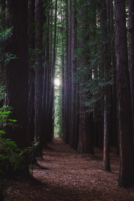 The forest experiment everyone forgot, and the giant trees that grew while nobody was looking